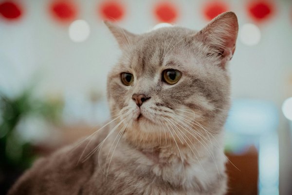 Wie erstellt man einen Ernährungsplan zur Stabilisierung des Blutzuckerspiegels?