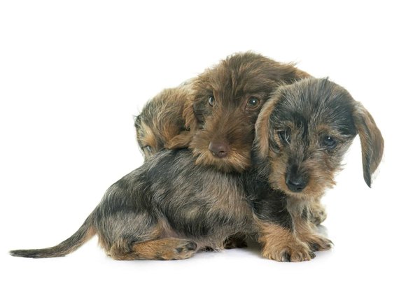 Wie kann ich meinem Kaninchen beibringen, auf seinen Namen zu reagieren?