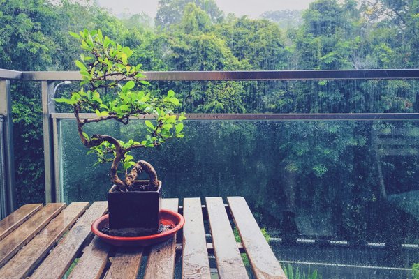 Welche sind die effektivsten Methoden zur Pflege von Bonsaibäumen?